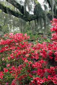 为绝嗣皇帝诞下子嗣后，我吓坏了爆火全网