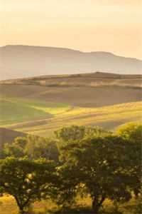 星光藏进晚风里爽文