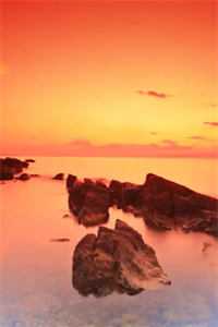 山茶花读不懂白玫瑰全章阅读